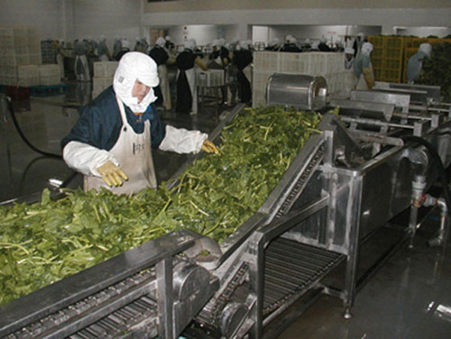蔬菜清洗機(jī)